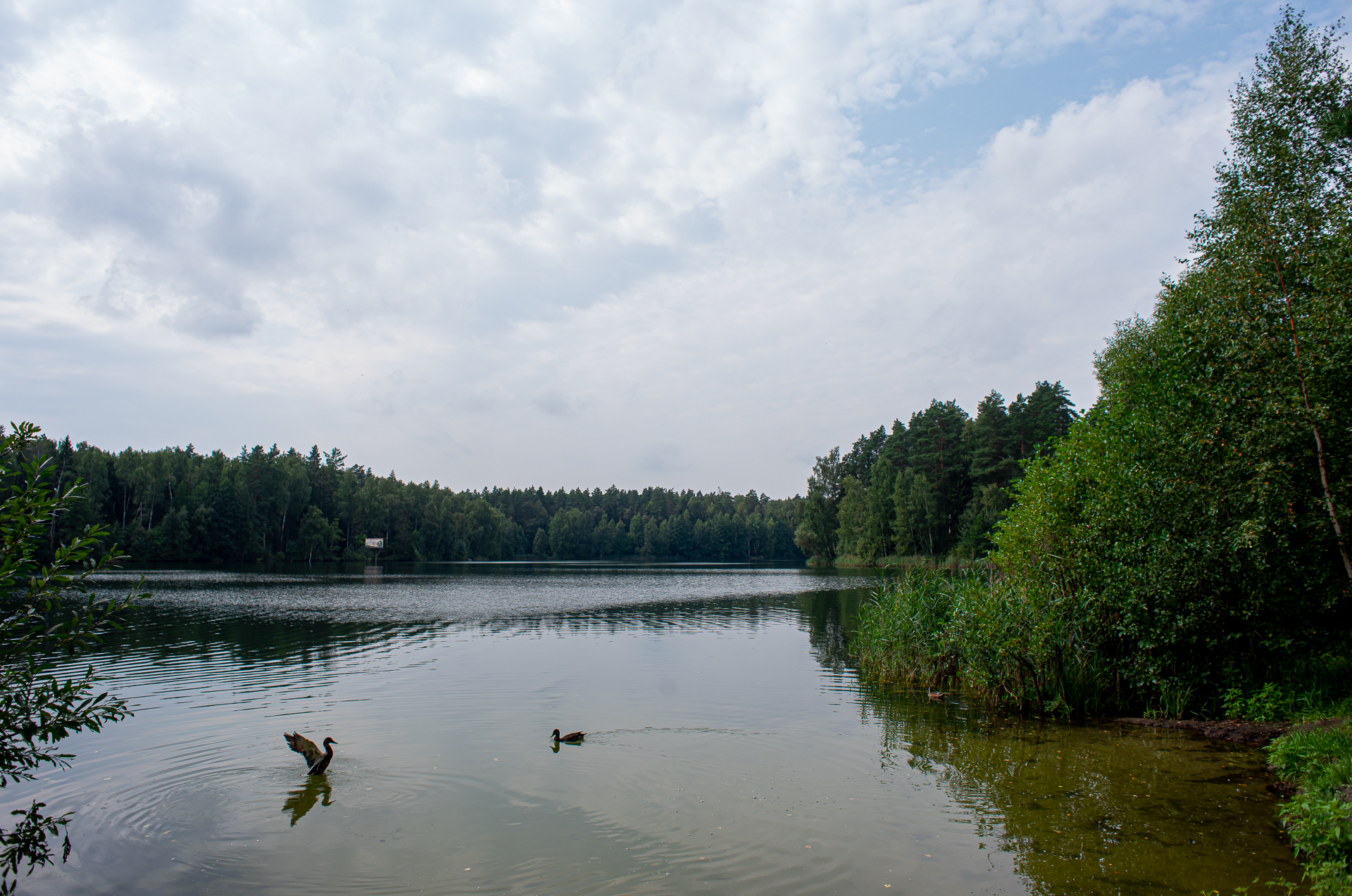 Черноголовка