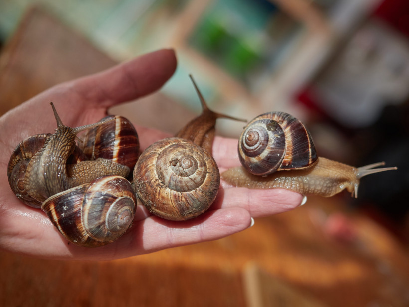 Жизнь улиток | Animals beautiful, Snail, Magical pictures